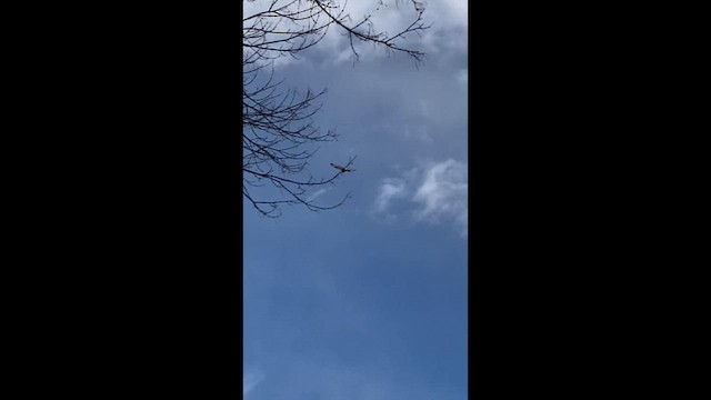 Зимняк - ML647836793