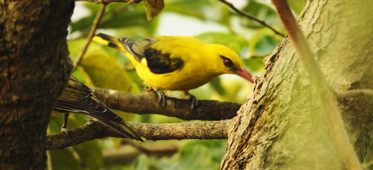זהבן הודי - ML647836818