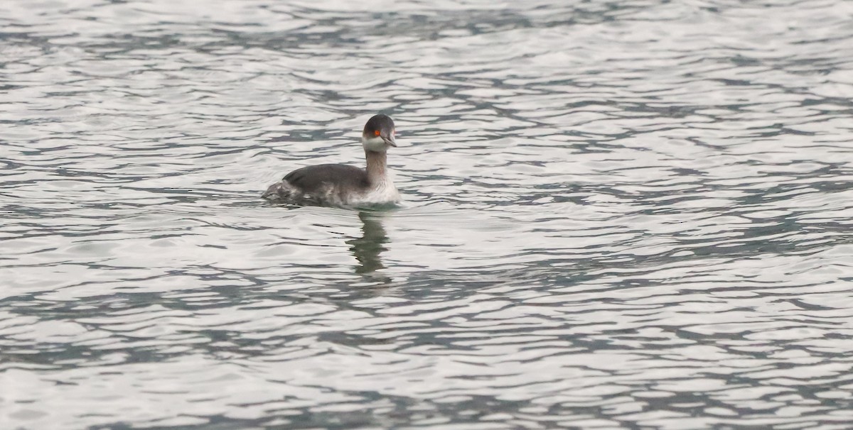 Grèbe à cou noir - ML647836824