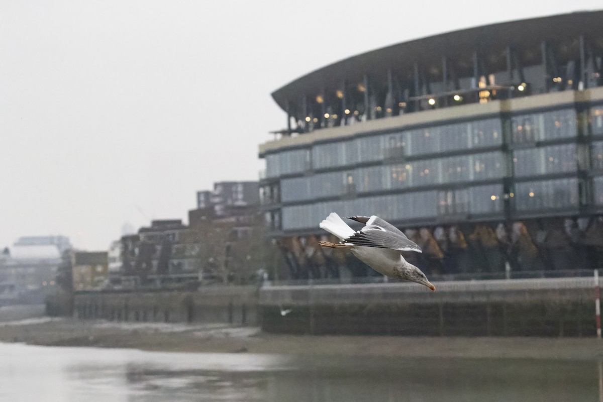 Lesser Black-backed Gull - ML647836875