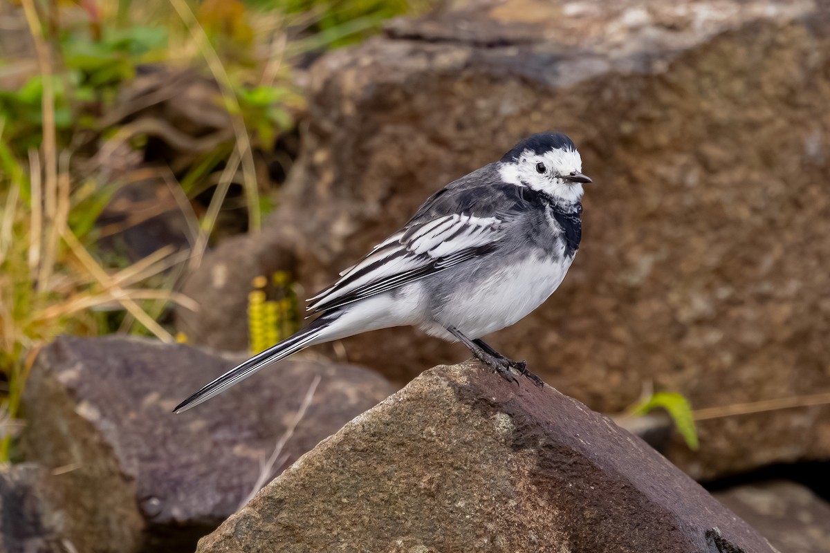 konipas bílý (ssp. yarrellii) - ML647836984