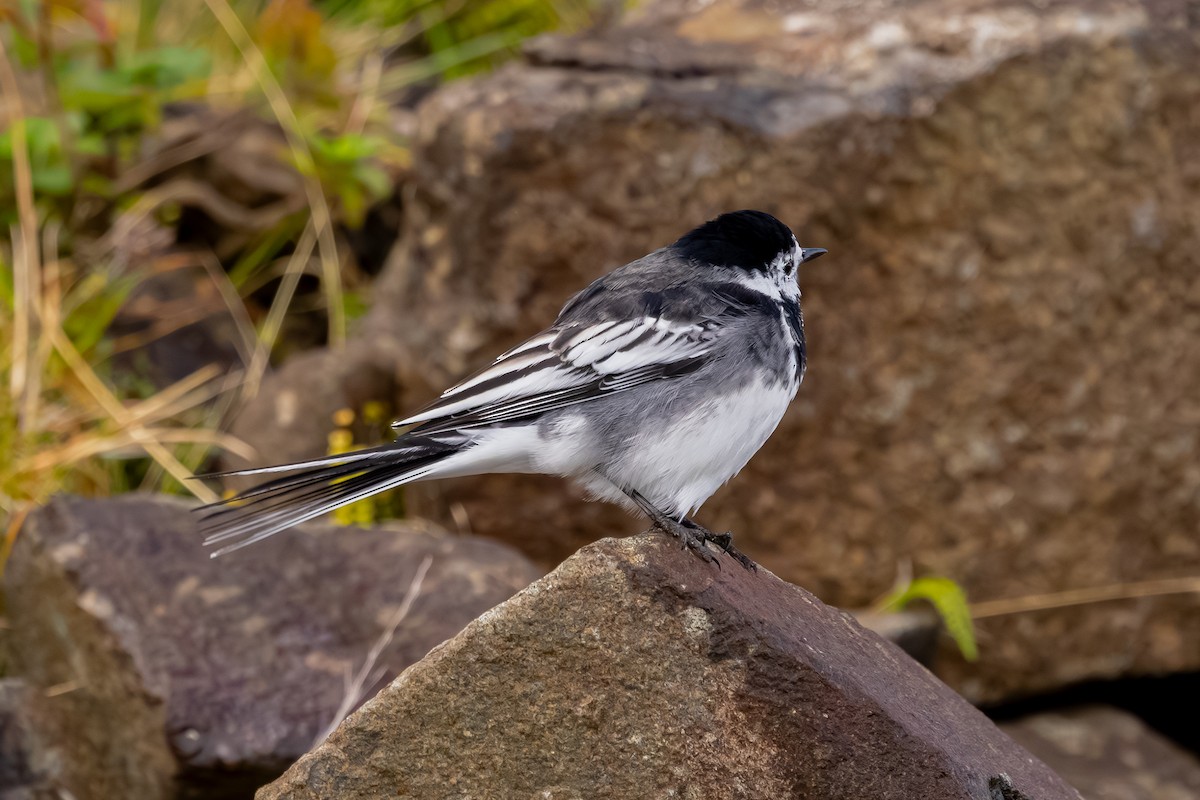 konipas bílý (ssp. yarrellii) - ML647836985