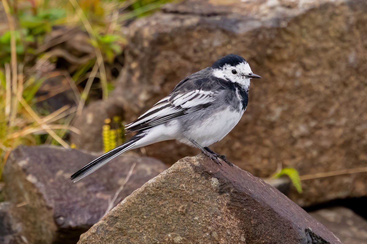 konipas bílý (ssp. yarrellii) - ML647836988