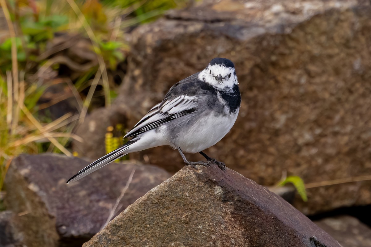 konipas bílý (ssp. yarrellii) - ML647836991