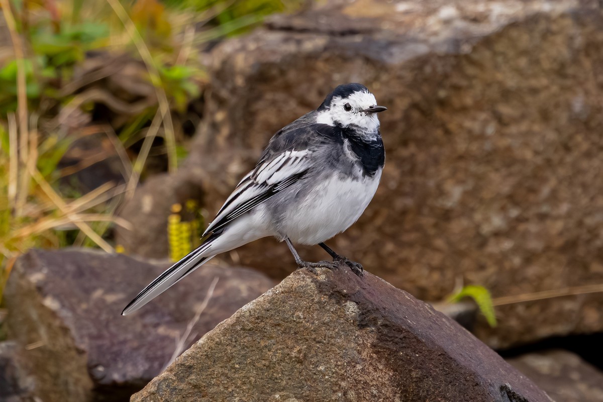 konipas bílý (ssp. yarrellii) - ML647836992