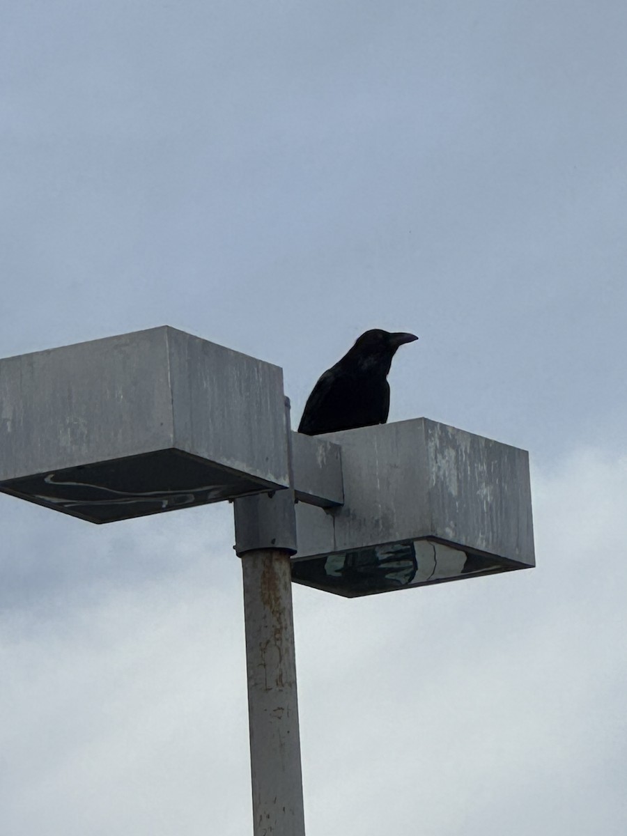 Corvo imperiale - ML647837005