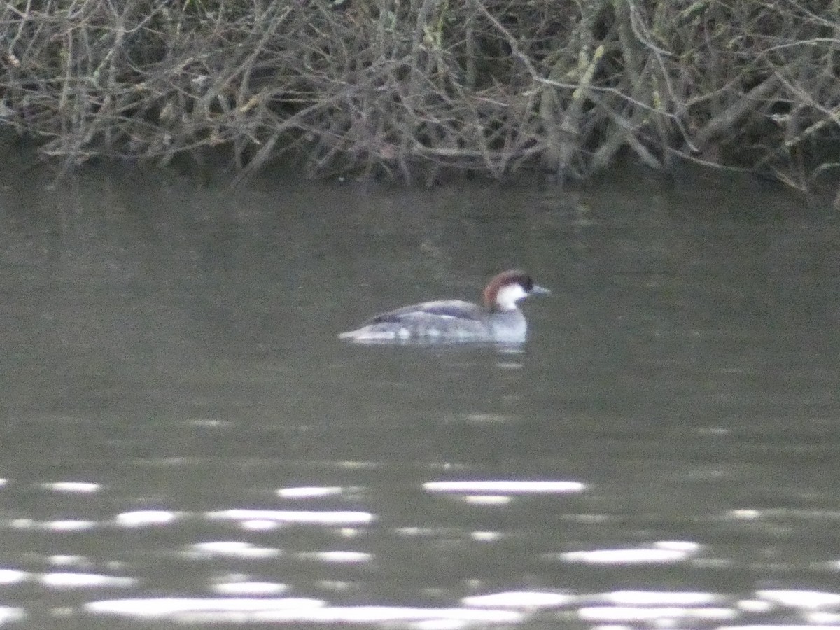 מרגון גמדי - ML647837026