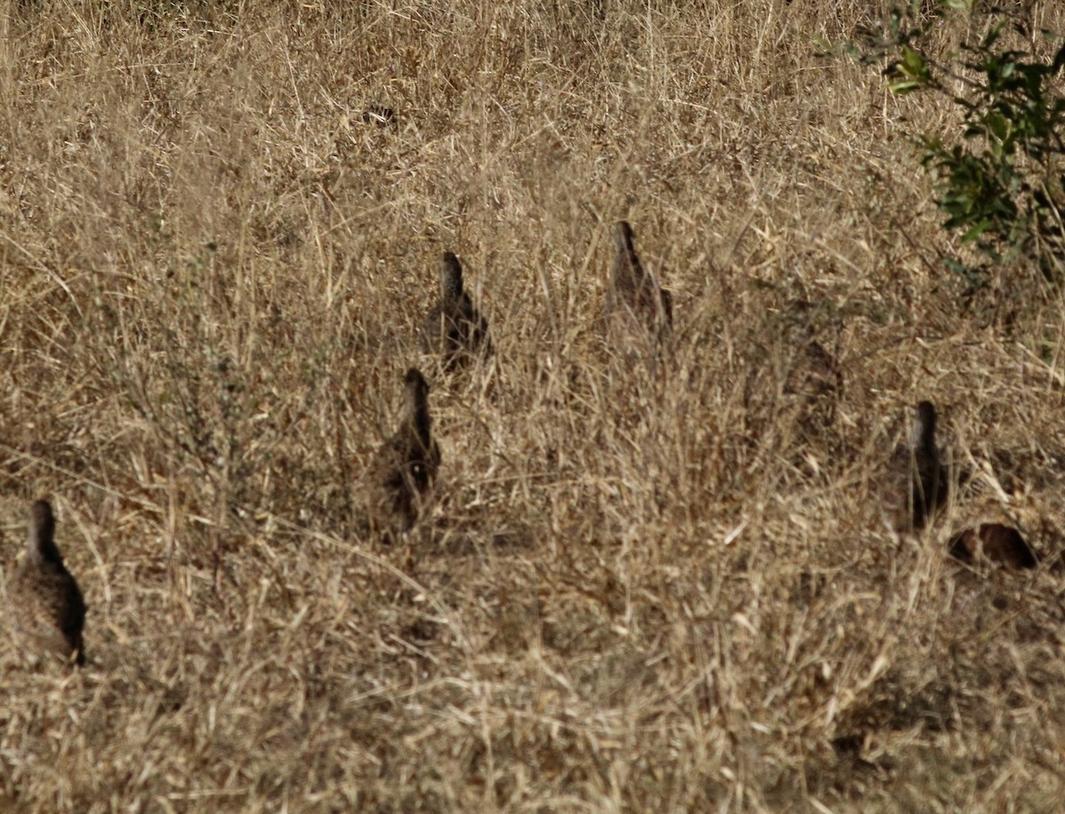 Swainson's Spurfowl - ML647837033
