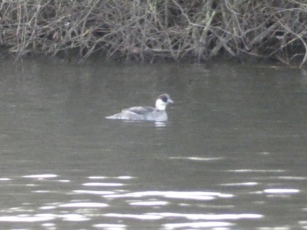 מרגון גמדי - ML647837036
