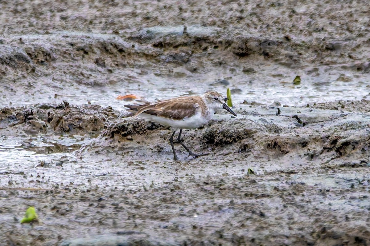 Semipalmated Sandpiper - ML647837038