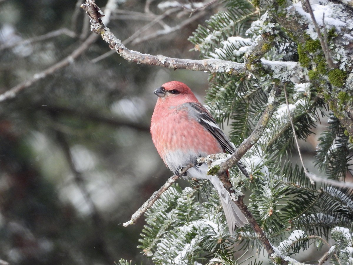 Pinu-gailupa - ML647837059