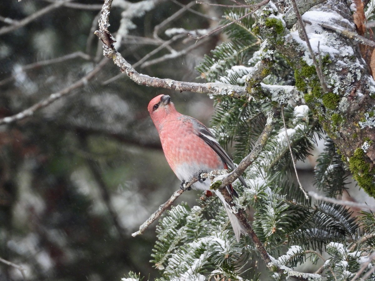 Pinu-gailupa - ML647837060