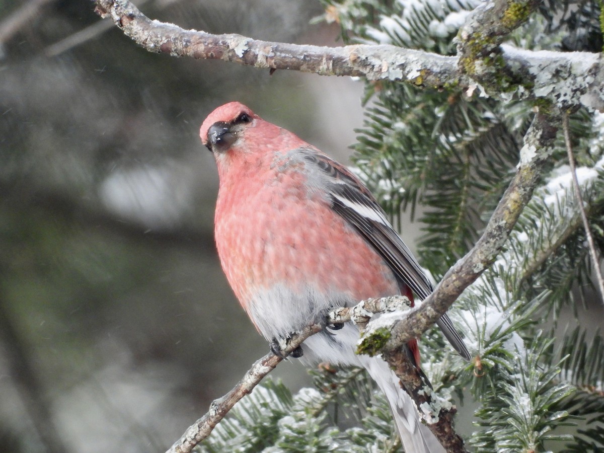 Pinu-gailupa - ML647837061