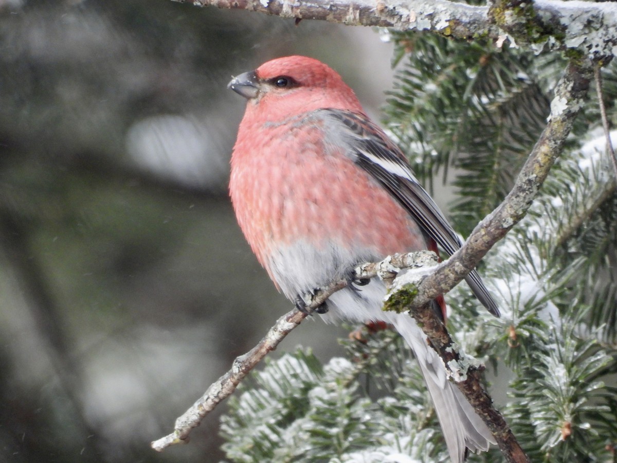 Pinu-gailupa - ML647837062