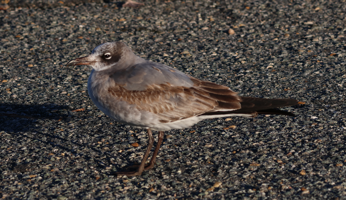 Ацтекская чайка - ML647837063