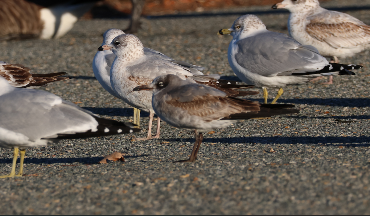 Ацтекская чайка - ML647837079