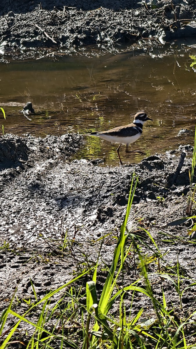 フタオビチドリ - ML647837087