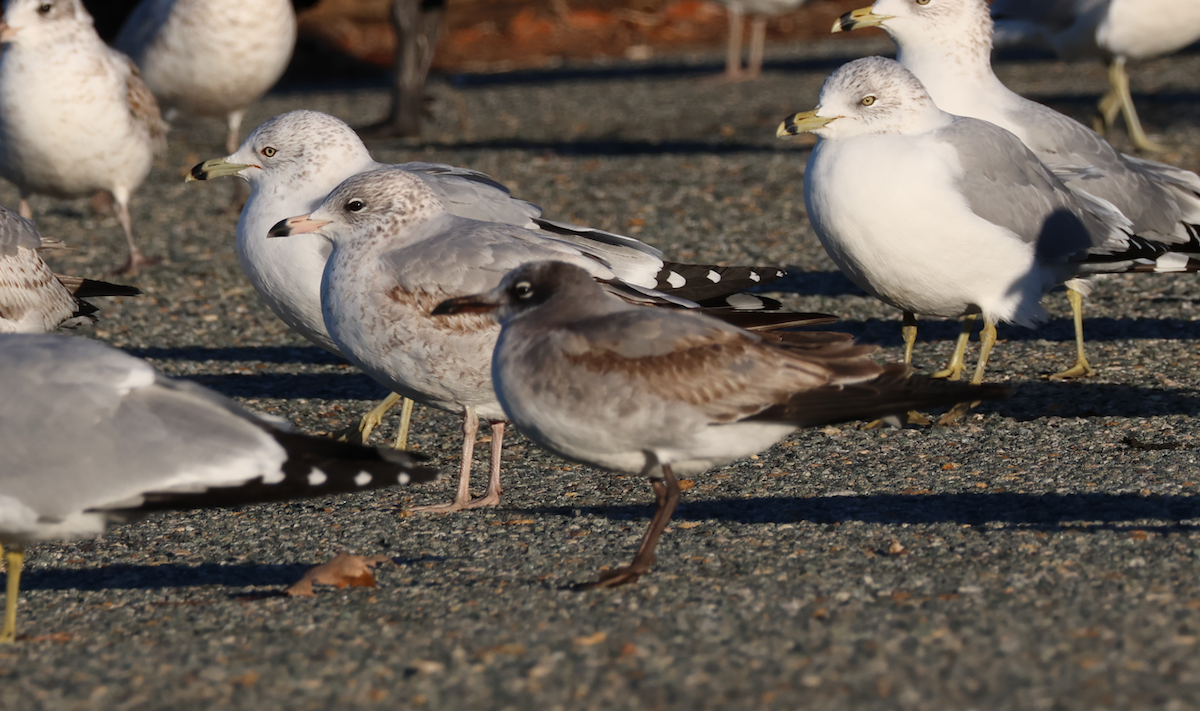 Ацтекская чайка - ML647837090