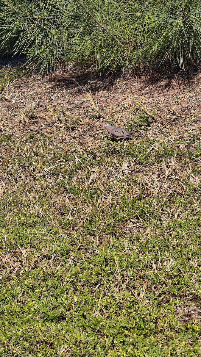 スズメバト - ML647837096