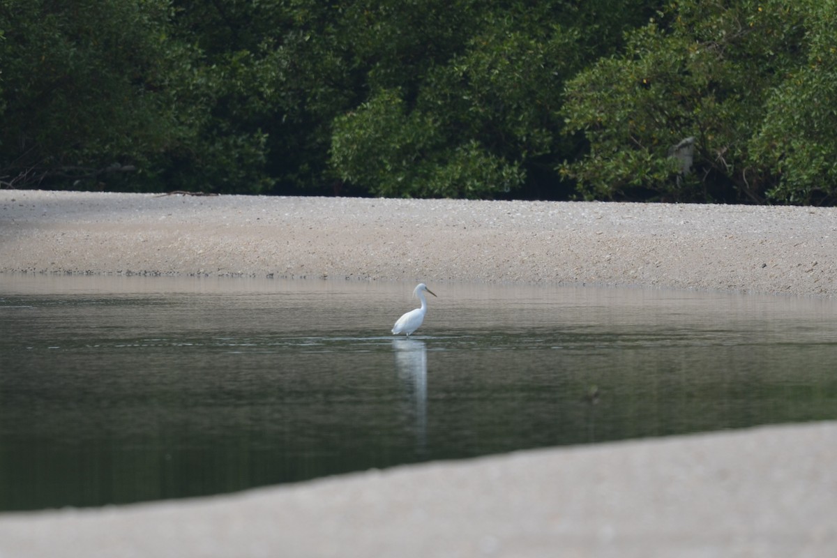 Chinese Egret - ML647837106