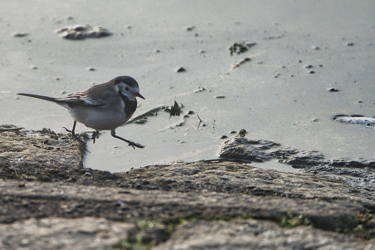 konipas bílý - ML647837107