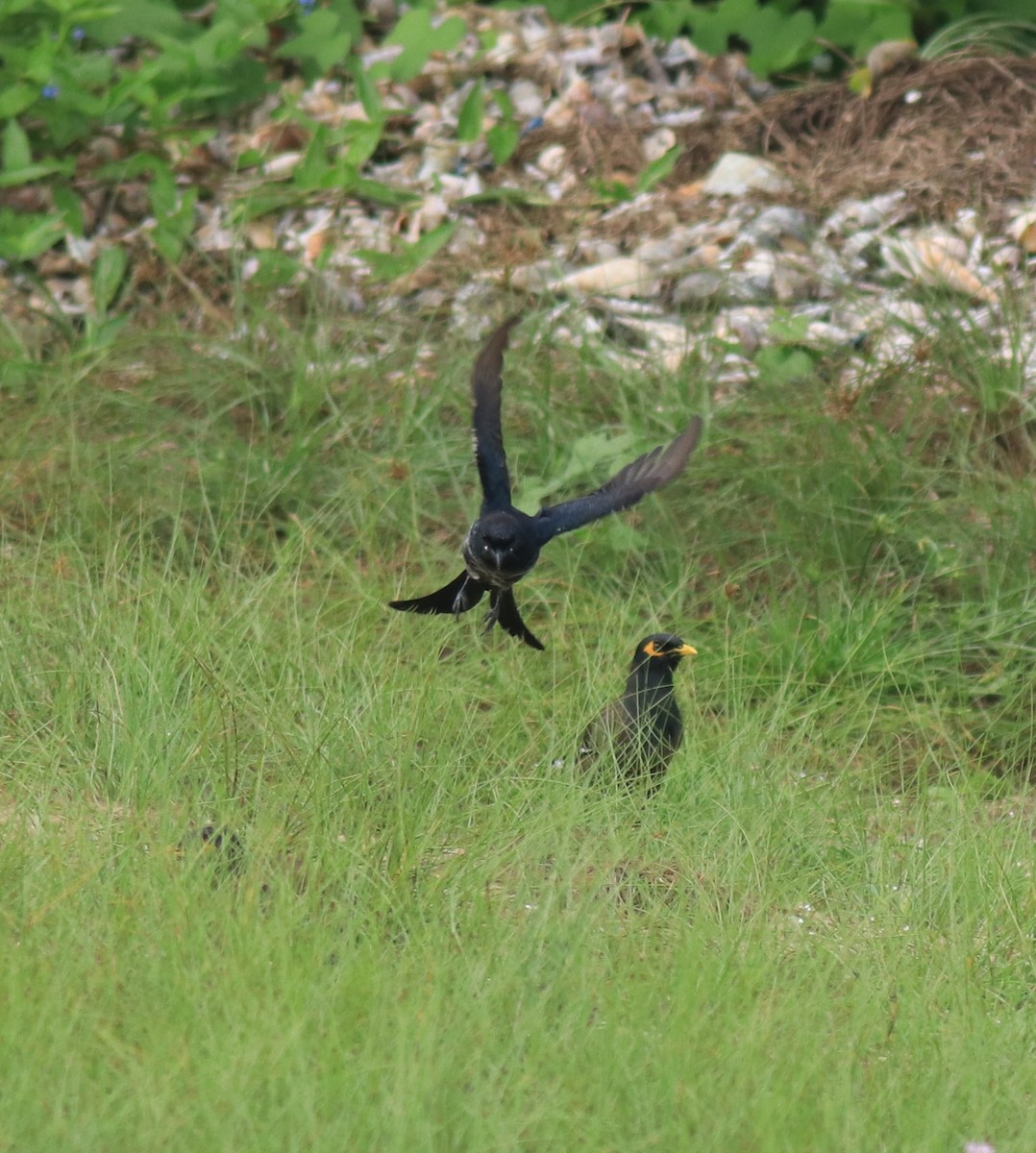 Black Drongo - ML647837108
