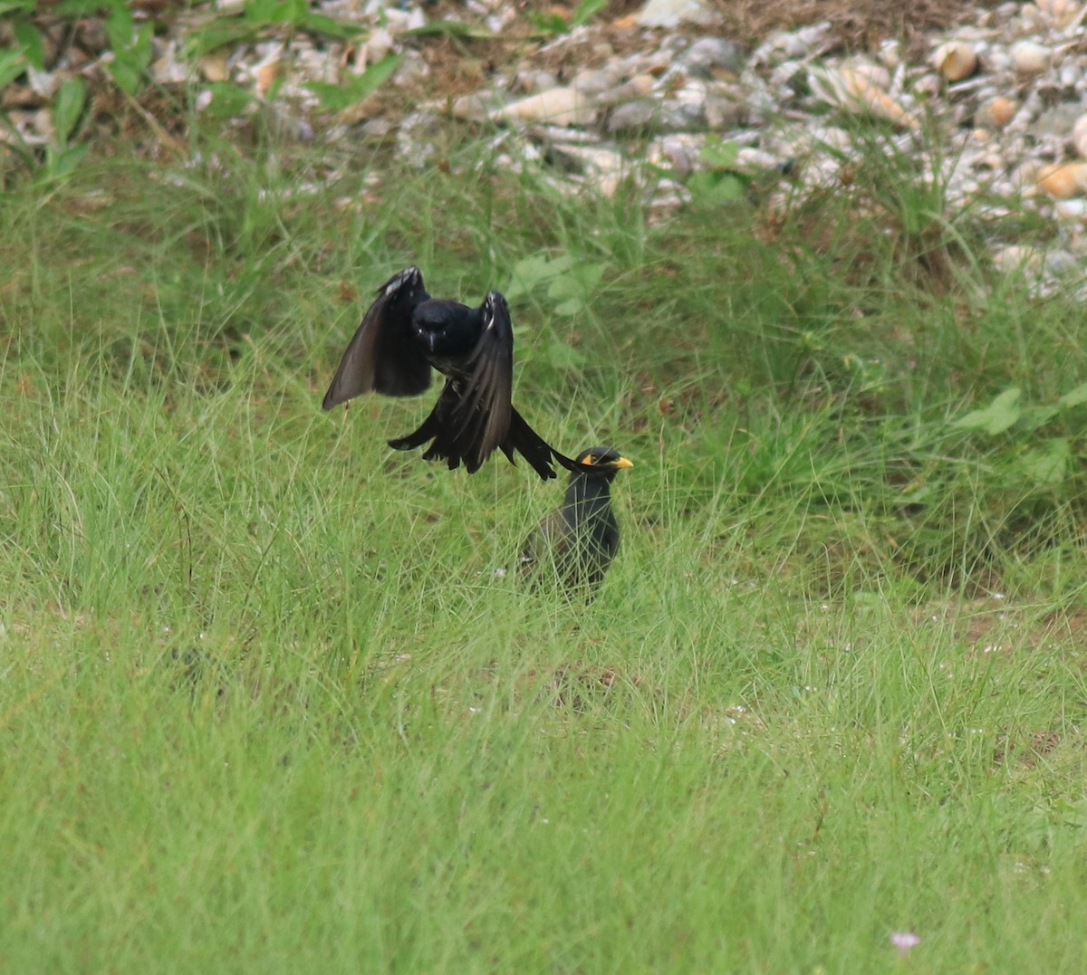 Black Drongo - ML647837109
