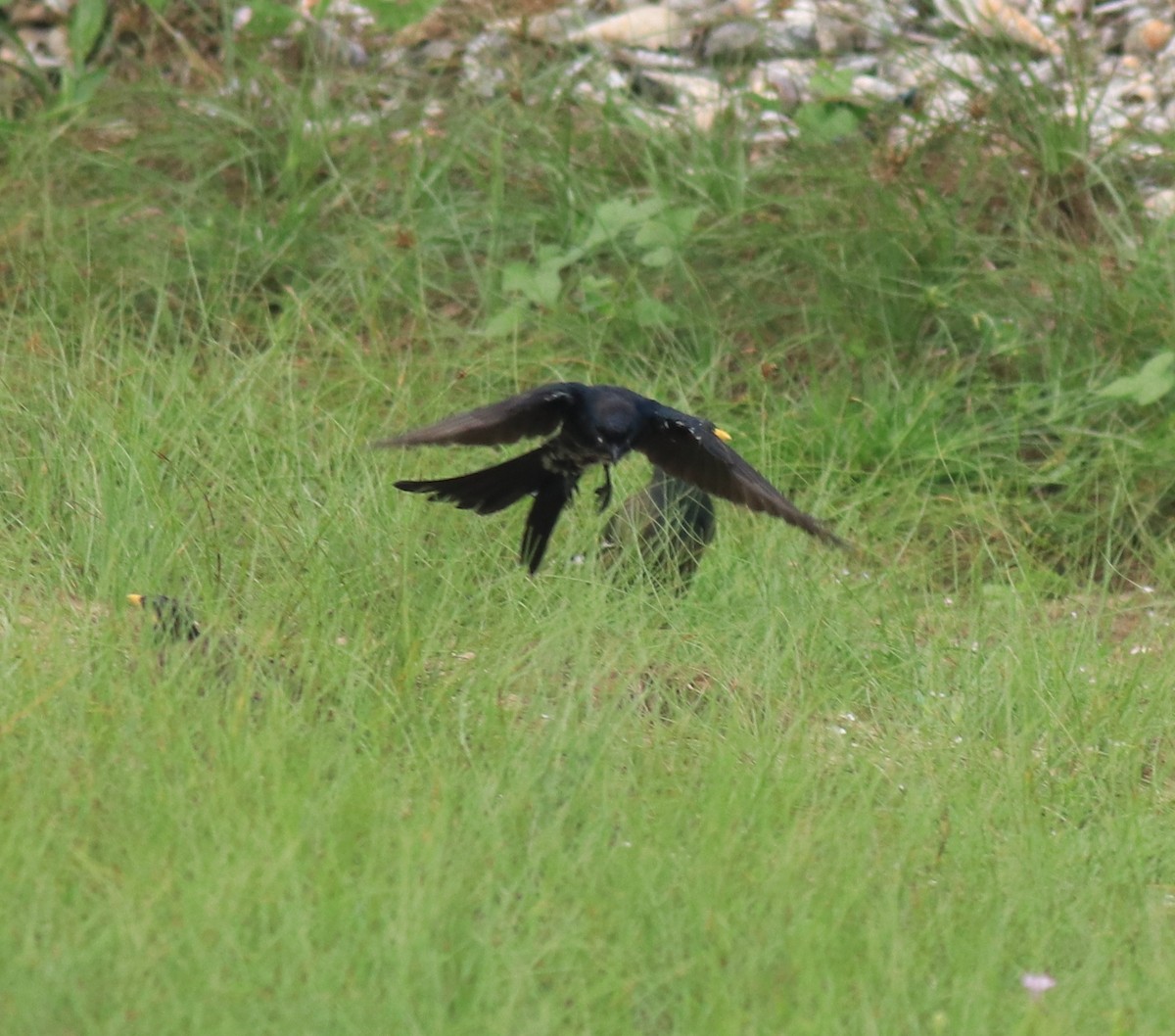 Black Drongo - ML647837110