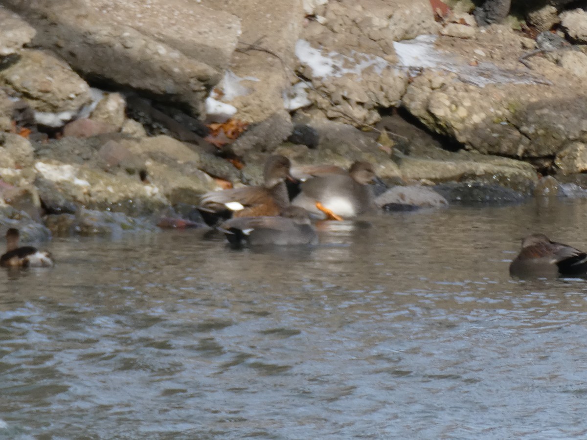 Серая утка - ML647837111