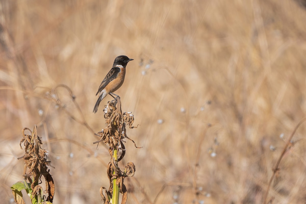 bramborníček sibiřský - ML647837142