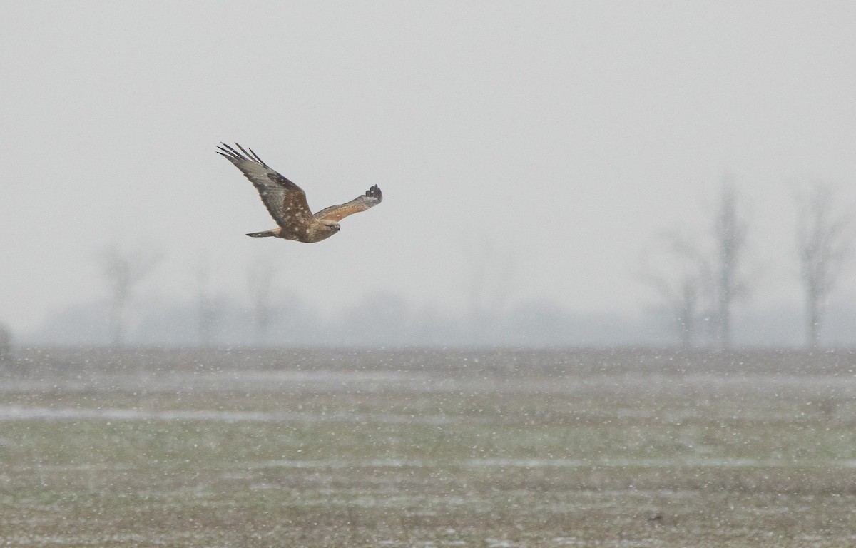 ニシオオノスリ - ML647837159