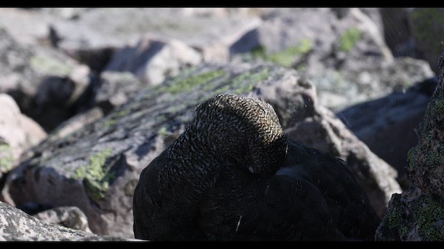 Тундровая куропатка - ML647837160