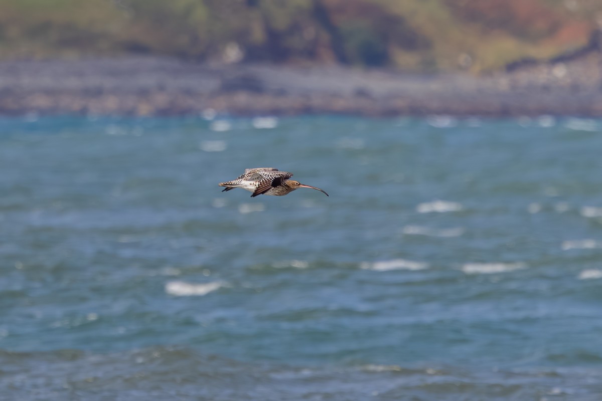 Kervançulluğu - ML647837195