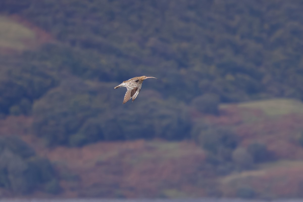 Kervançulluğu - ML647837197