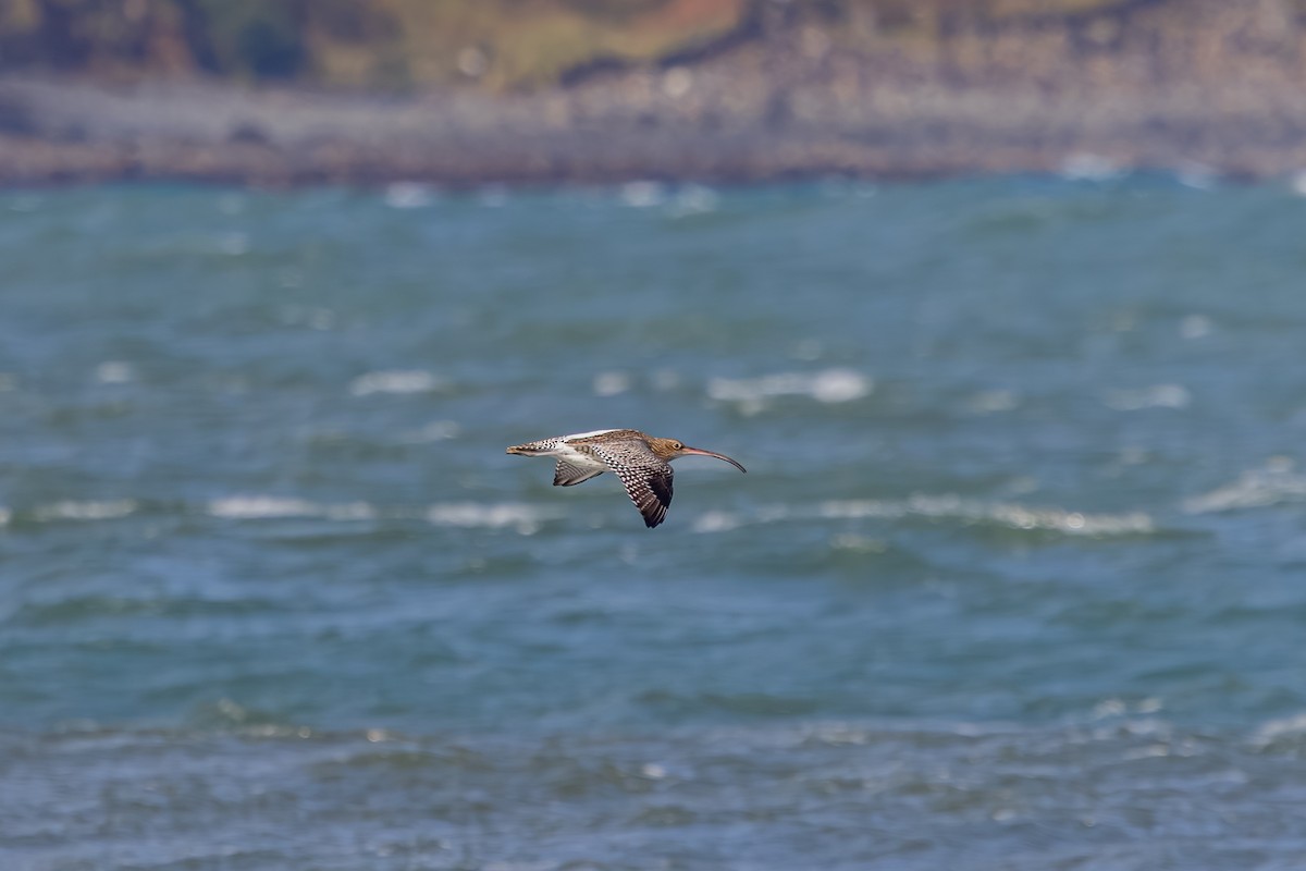 Kervançulluğu - ML647837199