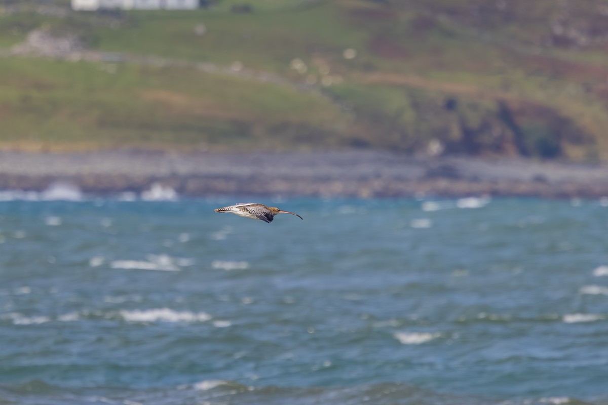 Kervançulluğu - ML647837200