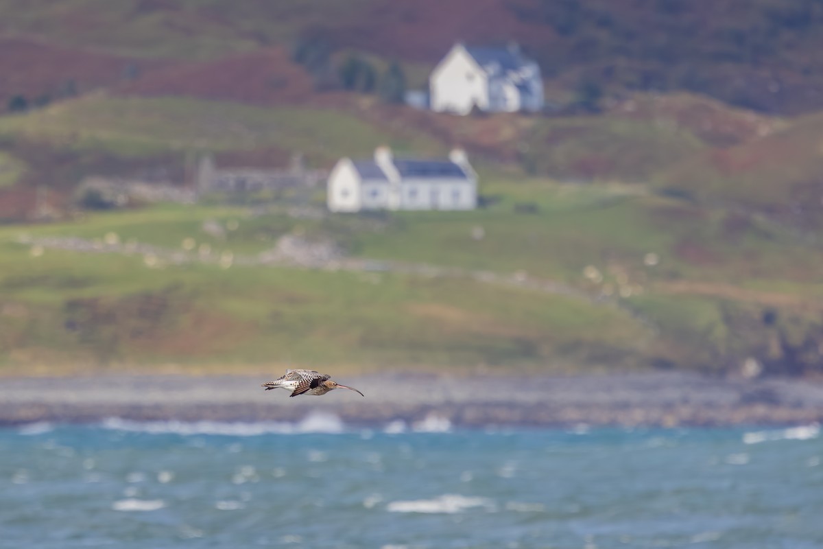 Kervançulluğu - ML647837201