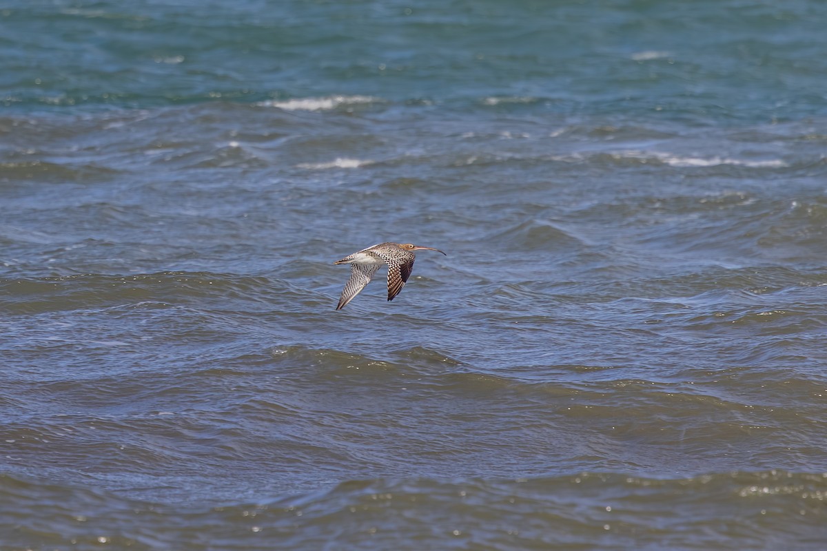 Kervançulluğu - ML647837203