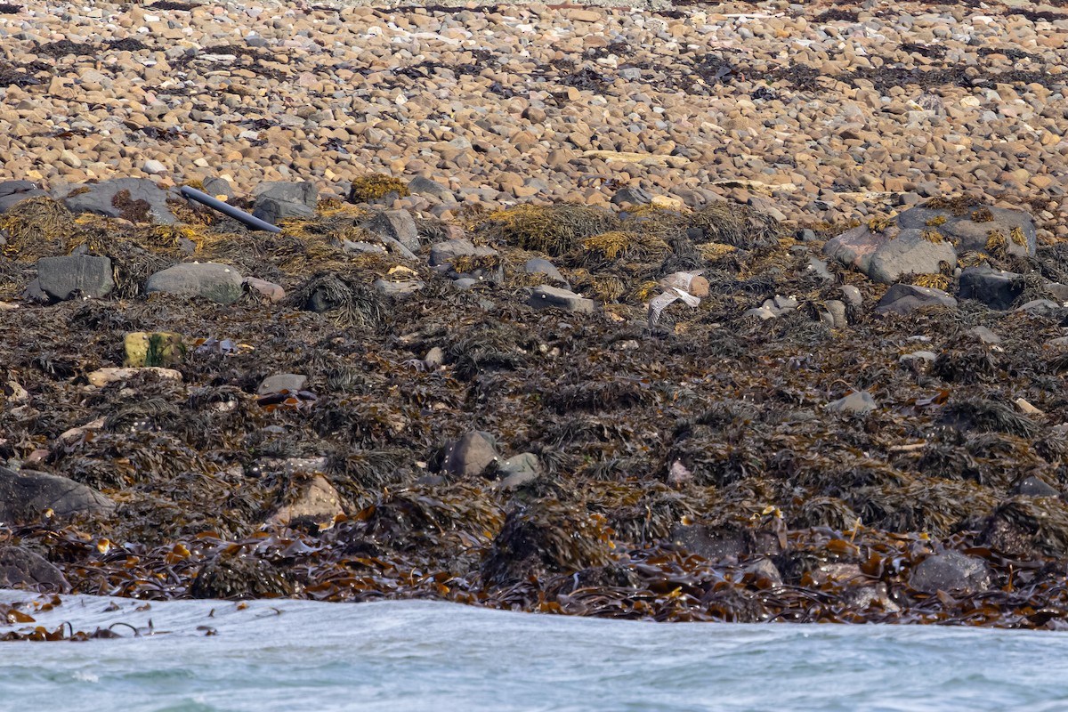 Kervançulluğu - ML647837205