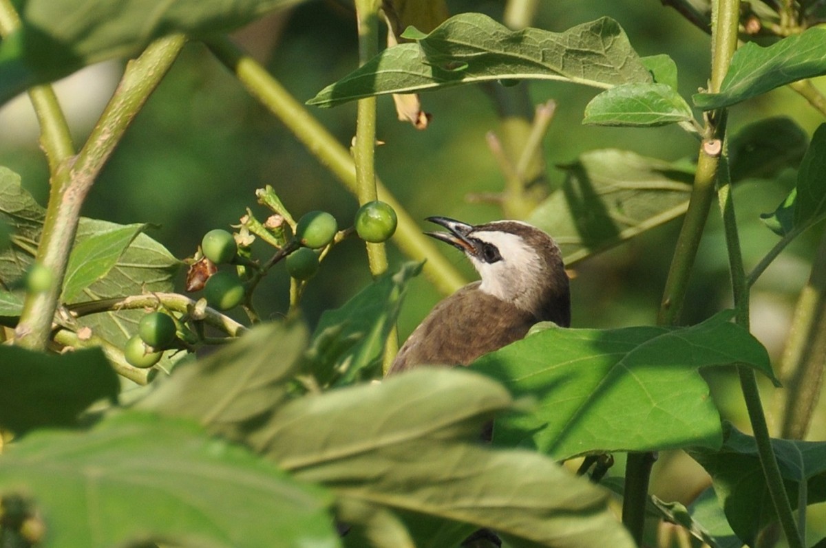 Ak Yüzlü Arapbülbülü - ML647837206