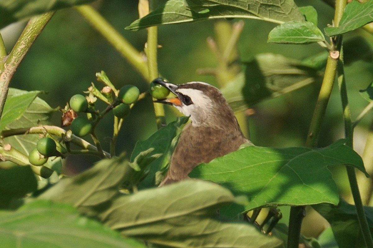 Ak Yüzlü Arapbülbülü - ML647837207