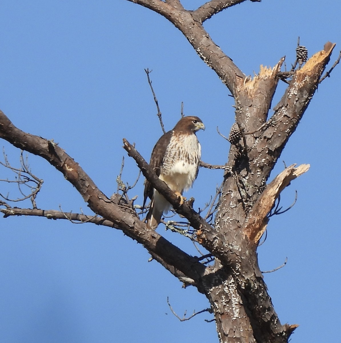 Kızıl Kuyruklu Şahin - ML647837208