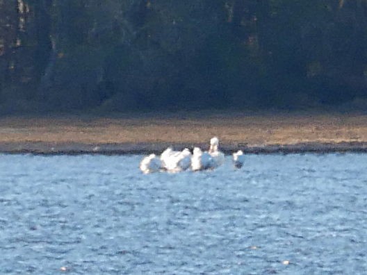 Amerika Pelikanı - ML647837209