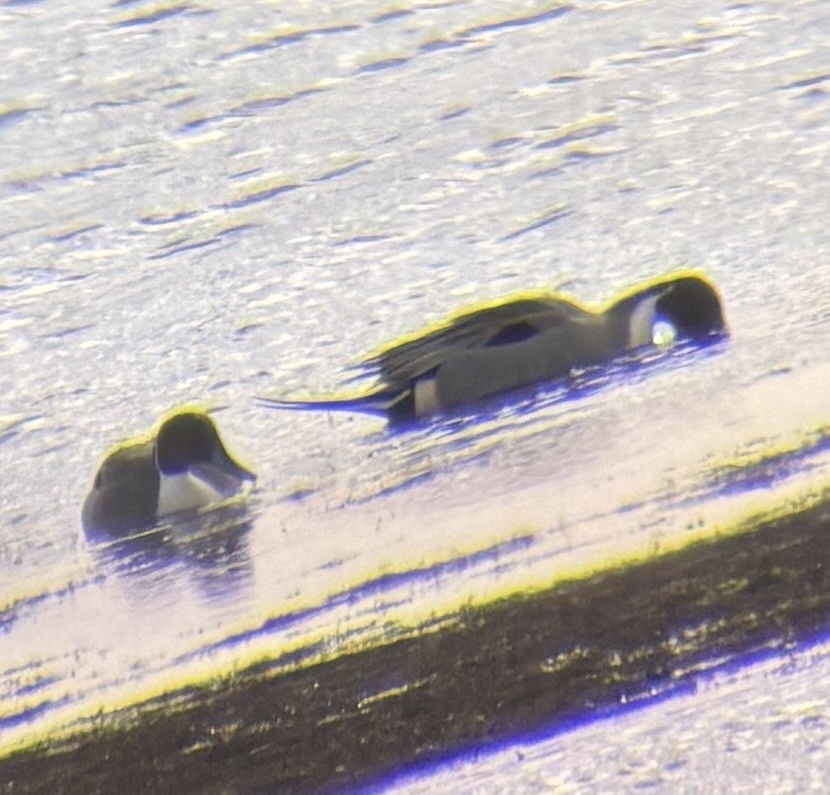 Kılkuyruk - ML647837210