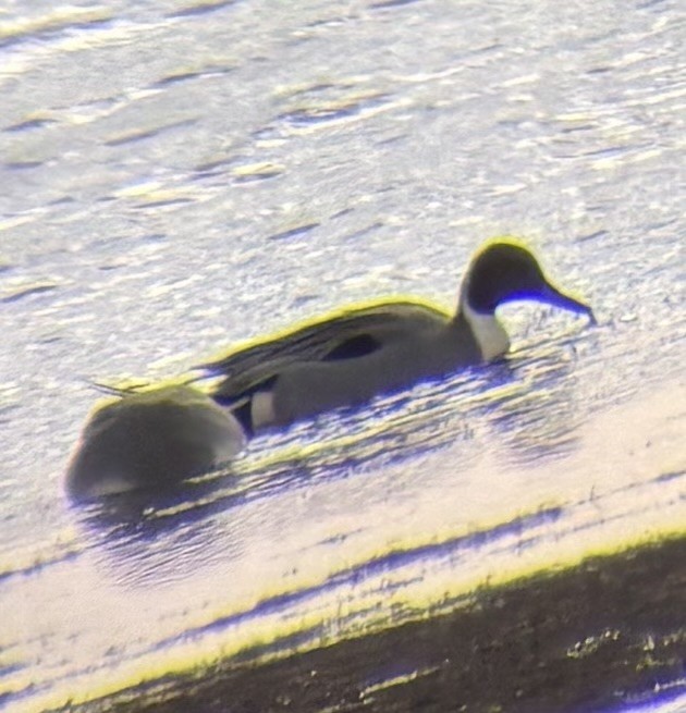 Kılkuyruk - ML647837211