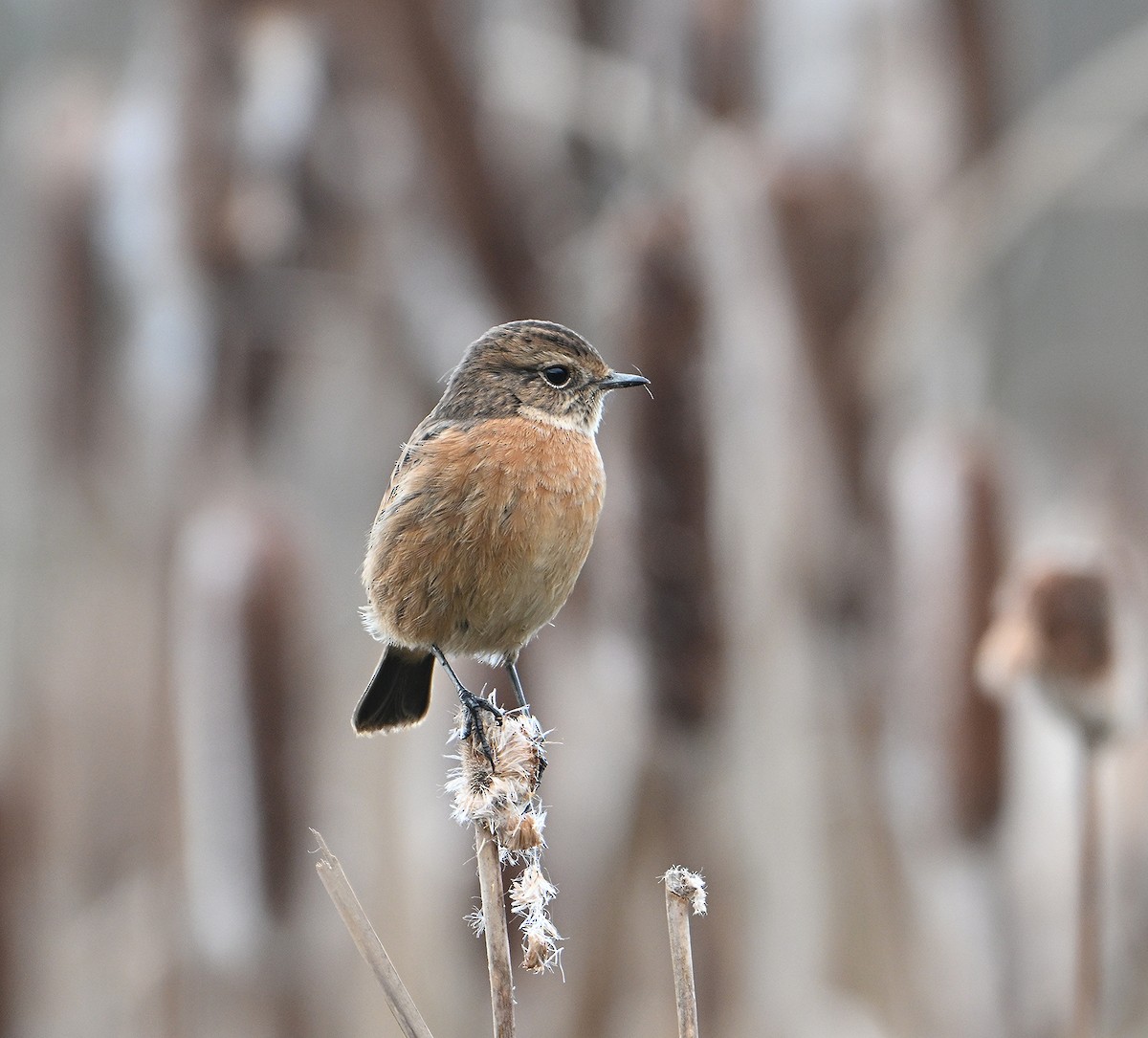 Taşkuşu - ML647837213