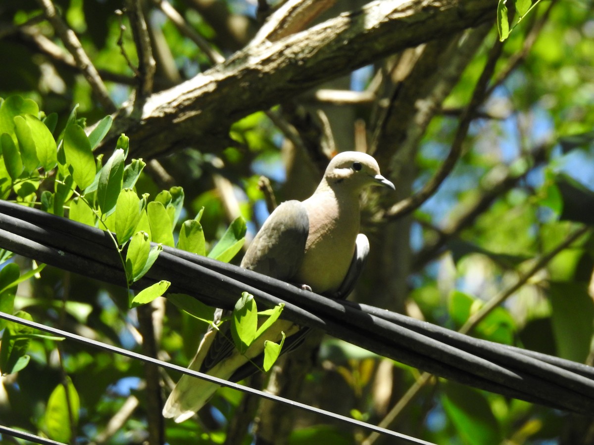 Küpeli Kumru - ML647837219