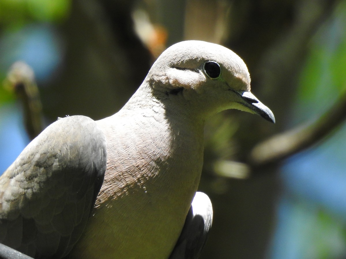 Küpeli Kumru - ML647837220