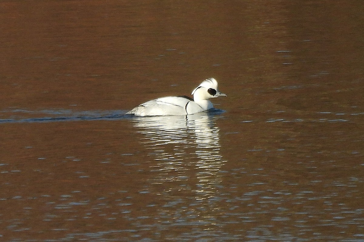 Sütlabi - ML647837222