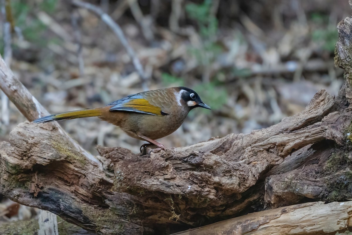 Kara Yüzlü Gevezeardıç - ML647837223